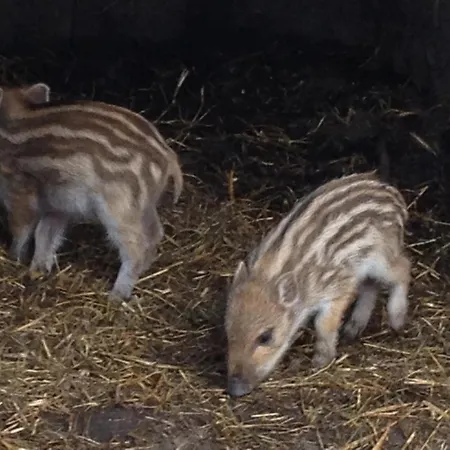 Schlossbrauerei Weinberg - Erste Ooe. Gasthausbrauerei بيت ريفي Kefermarkt
