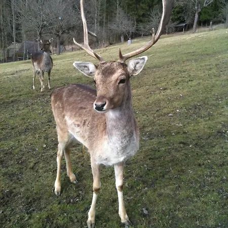 Schlossbrauerei Weinberg - Erste Ooe. Gasthausbrauerei بيت ريفي 3*