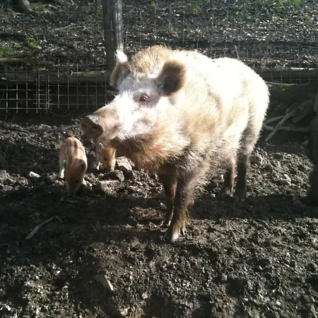 Schlossbrauerei Weinberg - Erste Ooe. Gasthausbrauerei Fogadó 3*