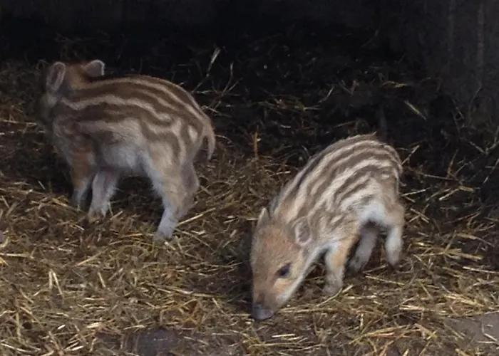 Schlossbrauerei Weinberg - Erste Ooe. Gasthausbrauerei Πανδοχείο Kefermarkt