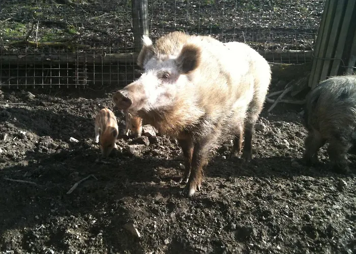 Schlossbrauerei Weinberg - Erste Ooe. Gasthausbrauerei Πανδοχείο 3*